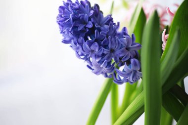 Crocus (çoğul krokus), göz familyasından çiçekli bir bitki cinsidir. Tek bir krokus, bir avuç timsah, timsah dolu bir çayır, yakın plan krukus. Beyaz arkaplanda Crocus.