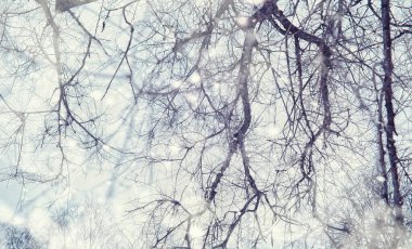 Kış orman manzarası. Kar altında uzun ağaçlar. Ocak ayının soğuk günü parkta.