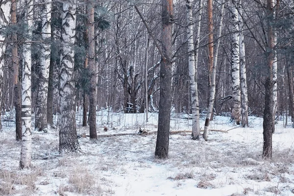 Winterbos Landschap Hoge Bomen Onder Sneeuw Januari Ijzige Dag Park — Stockfoto