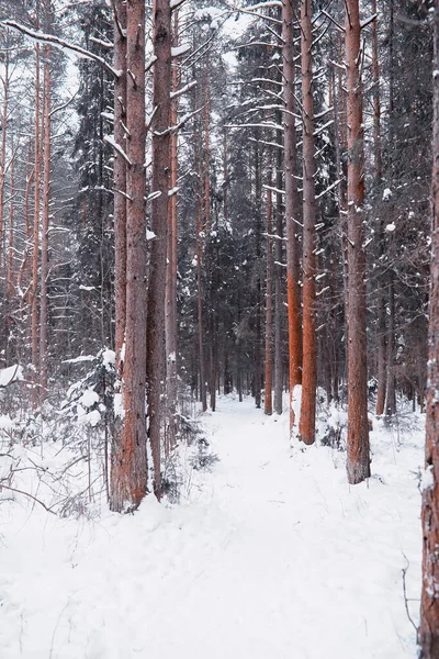 Kış orman manzarası. Kar altında uzun ağaçlar. Ocak ayının soğuk günü parkta.