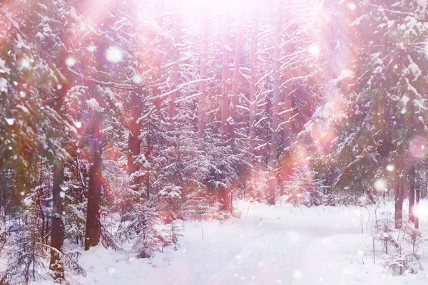 Kış orman manzarası. Kar altında uzun ağaçlar. Ocak ayının soğuk günü parkta.