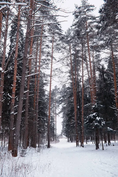 Winter forest landscape. Tall trees under snow cover. January frosty day in park.