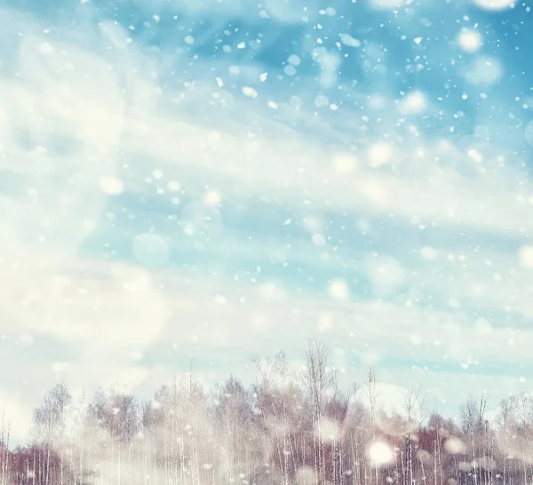 Winterbos Landschap Hoge Bomen Onder Sneeuw Januari Ijzige Dag Park — Stockfoto