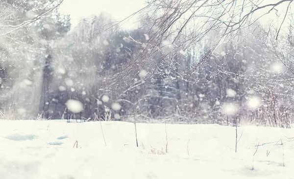 Paesaggio Forestale Invernale Alberi Alti Sotto Manto Neve Gennaio Giornata — Foto Stock