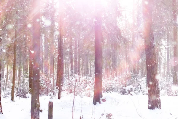 Paisaje Forestal Invernal Árboles Altos Bajo Cubierta Nieve Enero Día —  Fotos de Stock