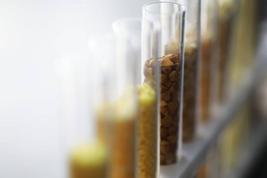 Seçim bitkilerinin tohumlarıyla test tüpleri. Laboratuvardaki Tarım Tahılları ve Tohumları İnceleme Araştırması