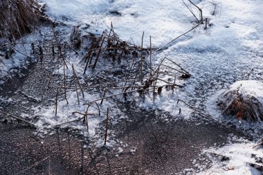 Kış orman manzarası. Kar altında uzun ağaçlar. Ocak ayının soğuk günü parkta.