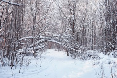 Kış orman manzarası. Kar altında uzun ağaçlar. Ocak ayının soğuk günü parkta.