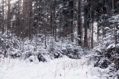 Kış orman manzarası. Kar altında uzun ağaçlar. Ocak ayının soğuk günü parkta.