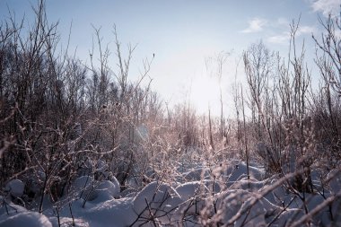 Kış orman manzarası. Kar altında uzun ağaçlar. Ocak ayının soğuk günü parkta.