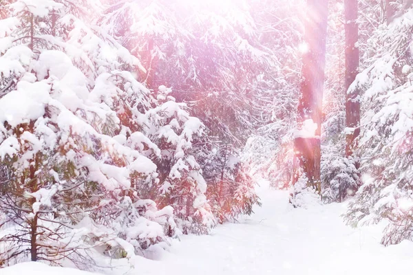 Paisaje Forestal Invernal Árboles Altos Bajo Cubierta Nieve Enero Día —  Fotos de Stock