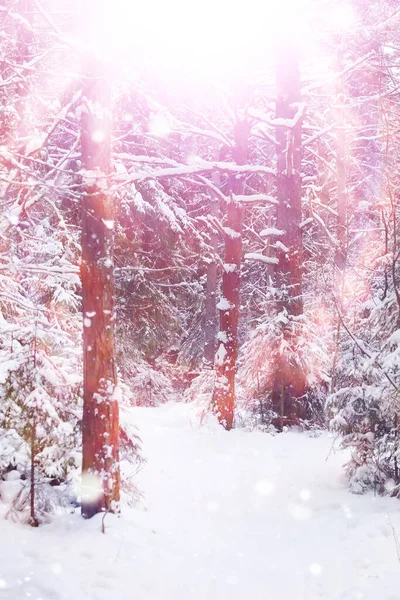 Paisaje Forestal Invernal Árboles Altos Bajo Cubierta Nieve Enero Día —  Fotos de Stock