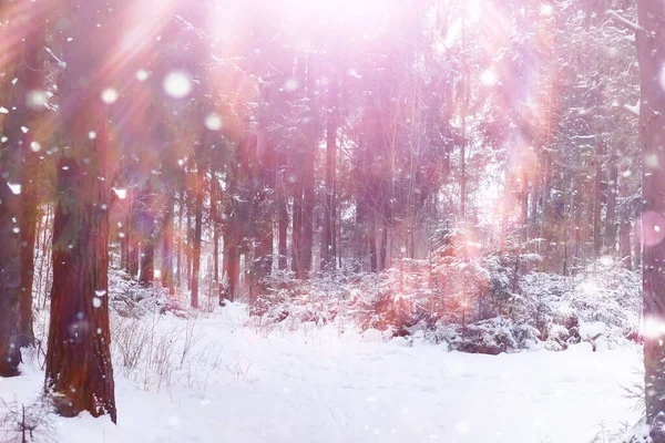 Winterliche Waldlandschaft Hohe Bäume Unter Einer Schneedecke Frosttag Januar Park — Stockfoto