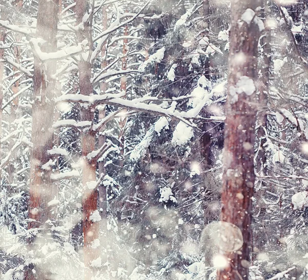 Paysage Forestier Hivernal Grands Arbres Sous Neige Janvier Journée Givré — Photo