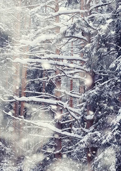 冬の森の風景 雪に覆われた背の高い木 公園で1月の霜の日 — ストック写真