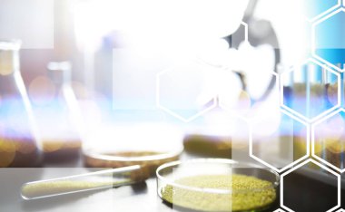 Seçim bitkilerinin tohumlarıyla test tüpleri. Laboratuvardaki Tarım Tahılları ve Tohumları İnceleme Araştırması