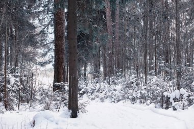 Kış orman manzarası. Kar altında uzun ağaçlar. Ocak ayının soğuk günü parkta.