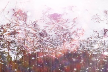 Kış orman manzarası. Kar altında uzun ağaçlar. Ocak ayının soğuk günü parkta.