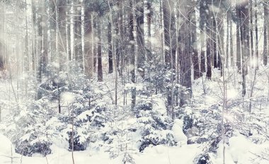 Kış orman manzarası. Kar altında uzun ağaçlar. Ocak ayının soğuk günü parkta.
