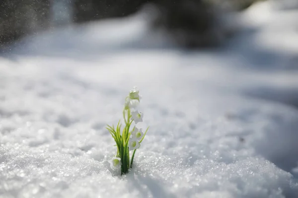 Den Första Vårblomman Snöfall Skogen Vår Solig Dag Skogen — Stockfoto