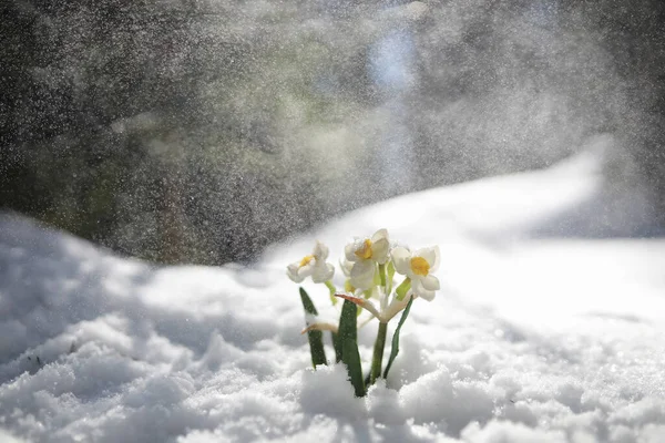 Primeira Flor Primavera Gota Neve Floresta Primavera Dia Ensolarado Floresta — Fotografia de Stock