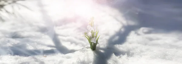 Première Fleur Printemps Dépôt Neige Dans Forêt Printemps Journée Ensoleillée — Photo