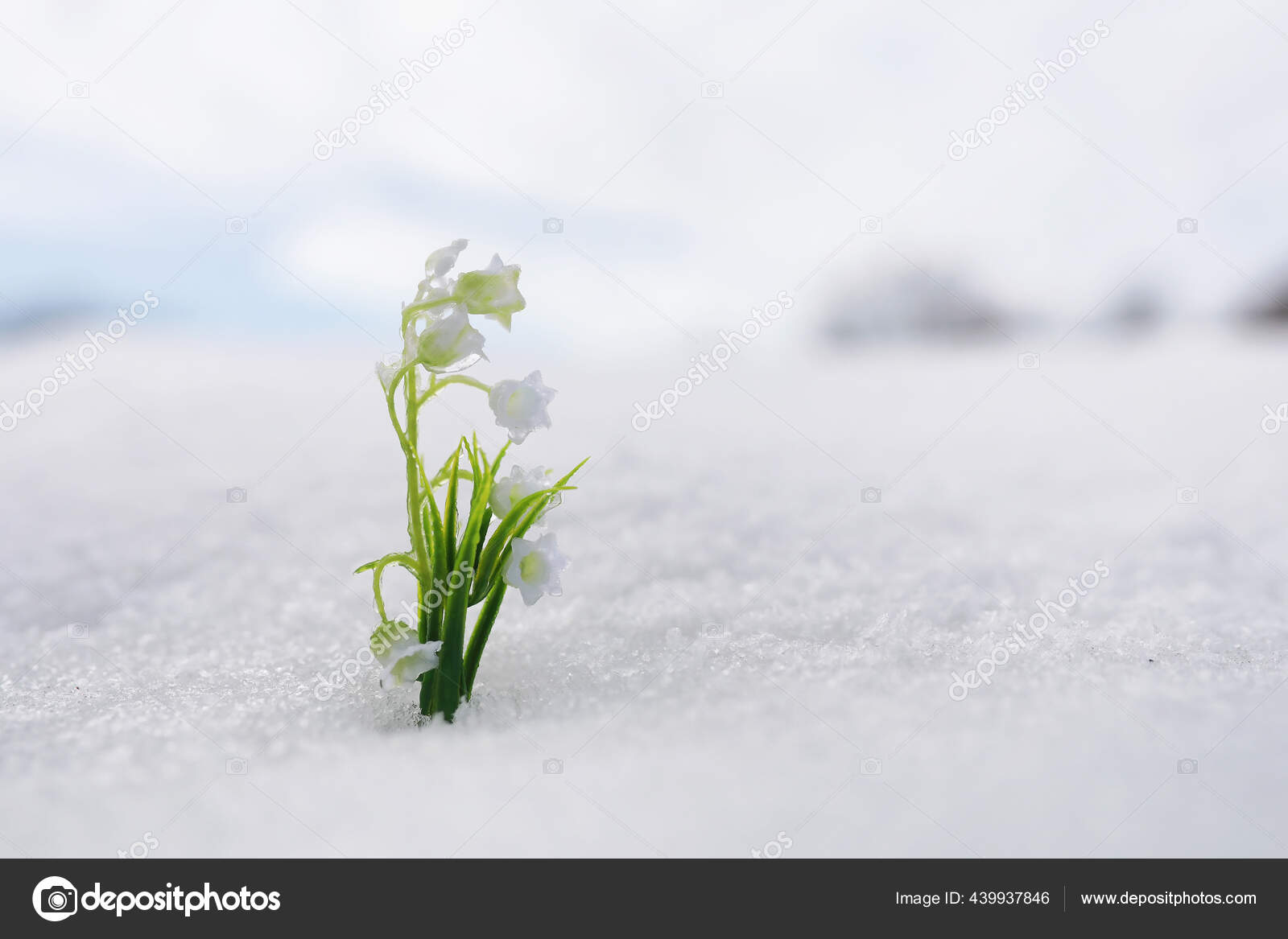 В долине снежной рос цветок фф. Цветы снежок. Красивые зимние цветы. Цикламен. В долине снежной рос цветок фф.