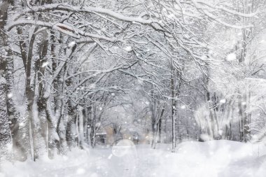 Kış manzarası. Karların altındaki orman. Kış Parkı.