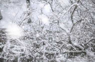 Winter Park 'ta. Karlı havada manzara manzarası. Ocak Günü.