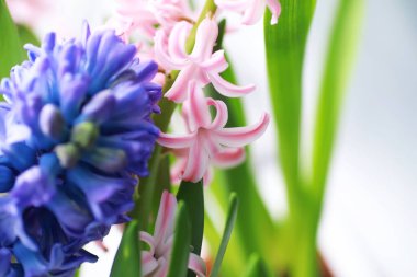 Crocus (çoğul krokus), göz familyasından çiçekli bir bitki cinsidir. Tek bir krokus, bir avuç timsah, timsah dolu bir çayır, yakın plan krukus. Beyaz arkaplanda Crocus.
