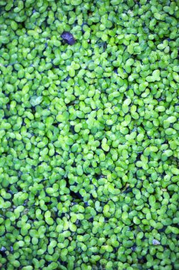 Dört yapraklı yonca arkaplanı. Geleneksel İrlanda sembolü. Aziz Patrick Günü.