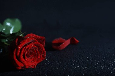 Bir buket taze çiçek. Sevdiğine bayram hediyesi. Sevgililer Günü arkaplanı. Gül, lale, Iris çiçek aranjmanı.