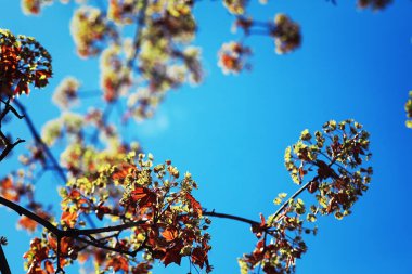 Parlak bahar, şafakta ormanda yeşilleniyor. Doğa ilkbaharın başlarında canlanır..