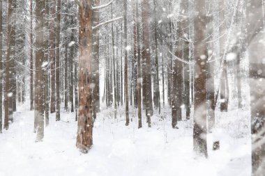 Kış manzarası. Karların altındaki orman. Kış Parkı.