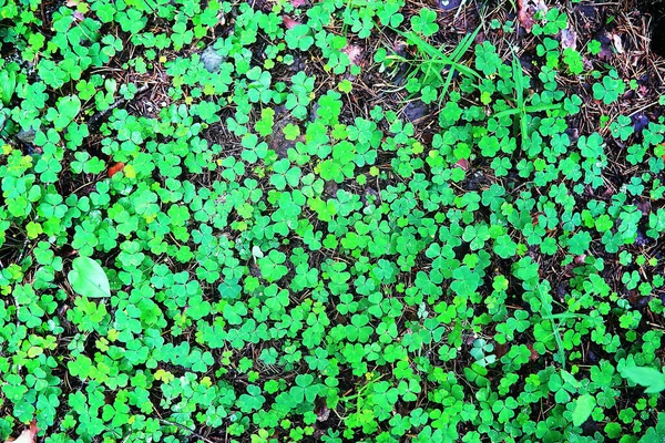 植物のクローバー4葉からの背景 アイルランドの伝統的なシンボル 聖パトリックの日 — ストック写真