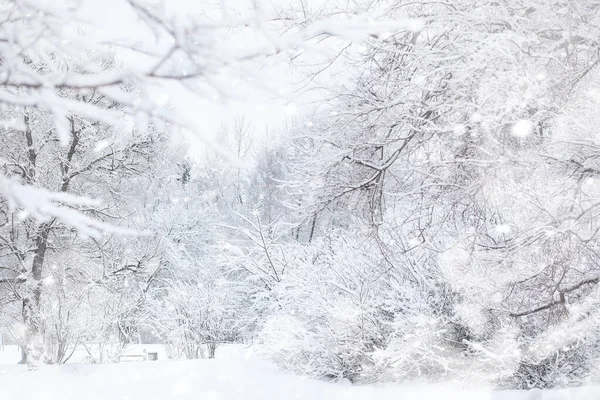 Paisaje Invernal Bosque Bajo Nieve Parque Invierno — Foto de Stock