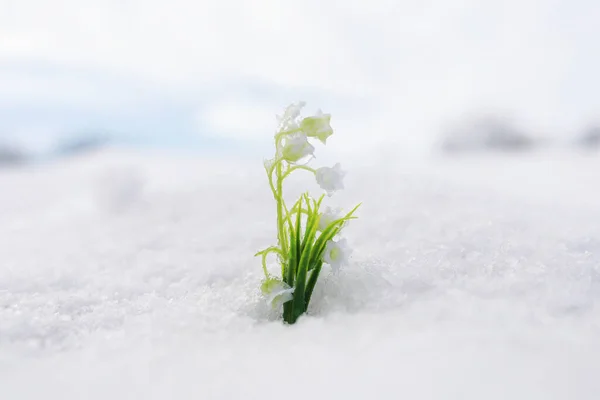 Primi Fiori Primaverili Bucaneve Nella Foresta Crescono Dalla Neve Giglio — Foto Stock