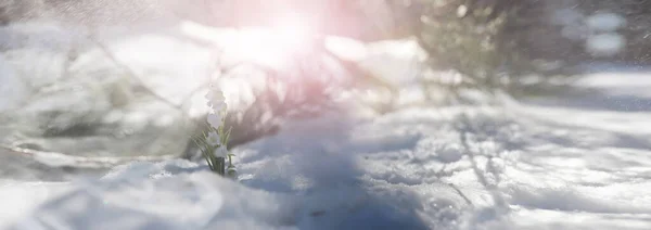 最初の春の花 森の中の雪だ 森の中の春の晴れた日 — ストック写真