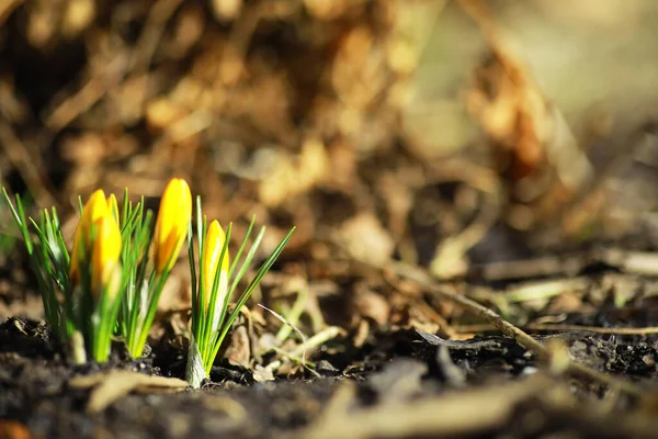 İlkbaharda kırsalda beyaz ve sarı timsahlar. Parlak bahar çiçekleri. Taze neşeli bitkiler çiçek açtı. Genç filizler.