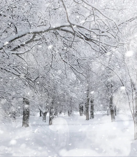 Paisaje Invernal Bosque Bajo Nieve Parque Invierno —  Fotos de Stock