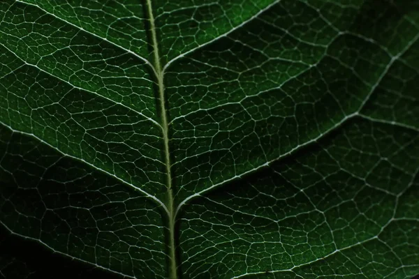 Macro Tiro Uma Pétala Flor Com Salpicos Baixas Água Textura — Fotografia de Stock