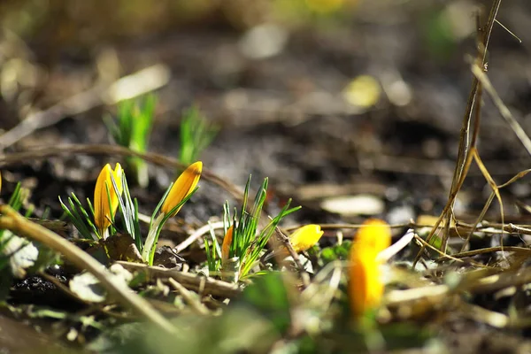Crocos Brancos Amarelos País Primavera Flores Brilhantes Primavera Plantas Alegres — Fotografia de Stock