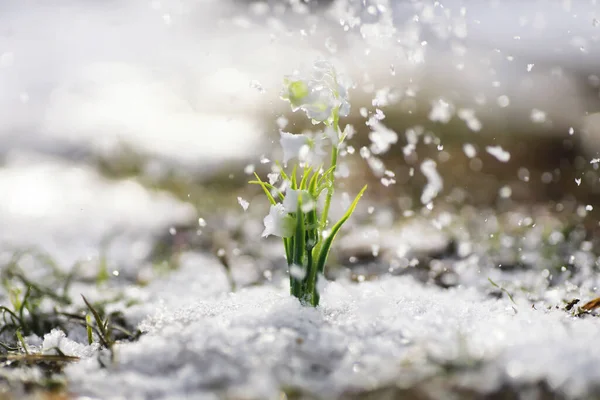 Die Ersten Frühlingsblumen Schneeglöckchen Wald Wachsen Aus Schnee Weiße Maiglöckchen — Stockfoto