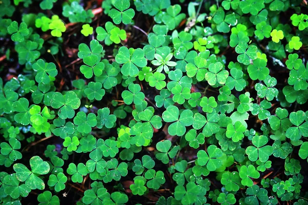 Bakgrund Från Växt Klöver Fyra Blad Irländsk Traditionell Symbol Patrick — Stockfoto