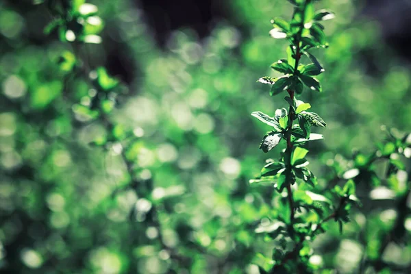 Verdes Brillantes Primavera Amanecer Bosque Naturaleza Cobra Vida Principios Primavera — Foto de Stock