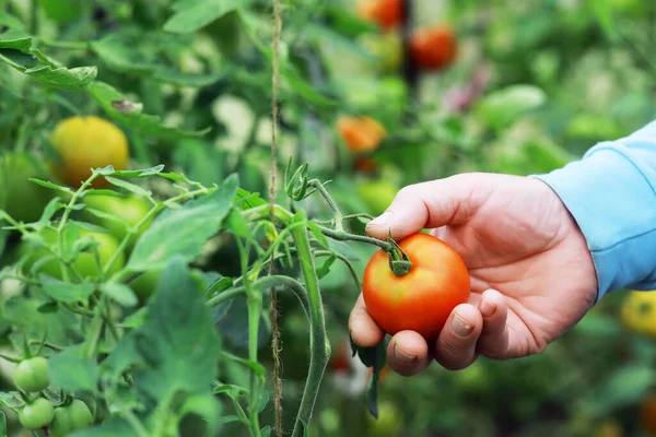 Happy organic farmer harvesting tomatoes in greenhouse. Farmers hands with freshly harvested tomatoes. Freshly harvested tomatoes in hands. Young girl hand holding organic green natural healthy food. Woman hands holding tomatoes.