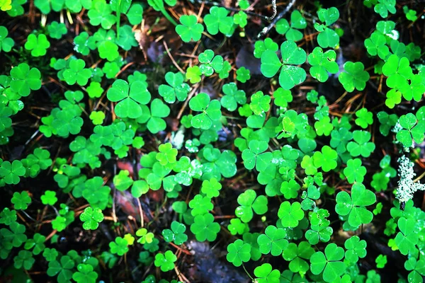 Bakgrund Från Växt Klöver Fyra Blad Irländsk Traditionell Symbol Patrick — Stockfoto