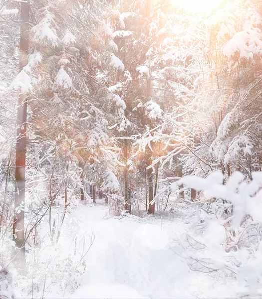 冬季风景 在雪地下的森林冬季公园 — 图库照片