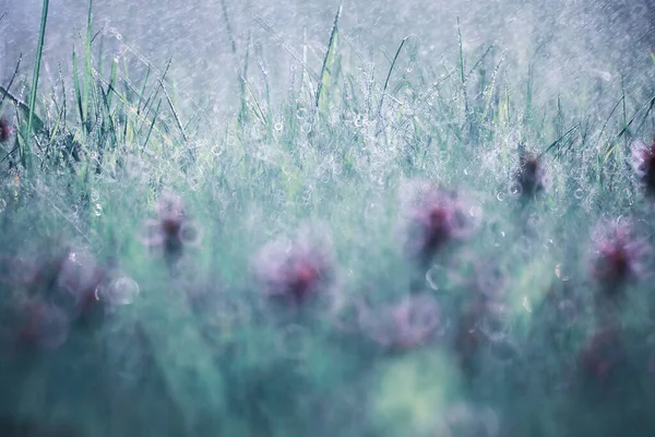 Wildblume Kleine Blumen Auf Einer Grünen Wiese Frühling — Stockfoto