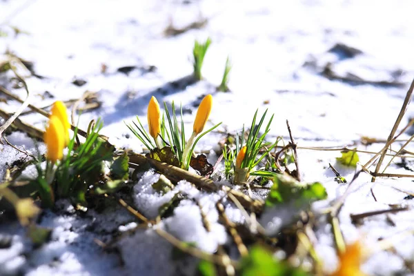 Vårblommor Vit Krokus Snödroppar Solstrålar Vita Och Gula Krokusar Landet — Stockfoto